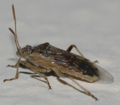 Rhopalidae: Liorhyssus hyalinus di Rende (CS)